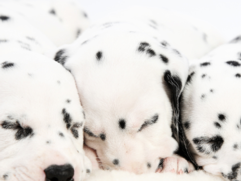 Dalmatian Poodle Mix: The Perfect Family Pet?