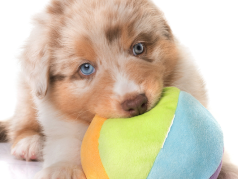 Discover the Unique Qualities of the Merle Poodle