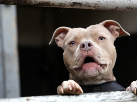 The Adorable Staffy Poodle Cross Breed