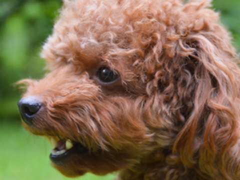 The Teacup Poodle: A Guide to This Charming Breed