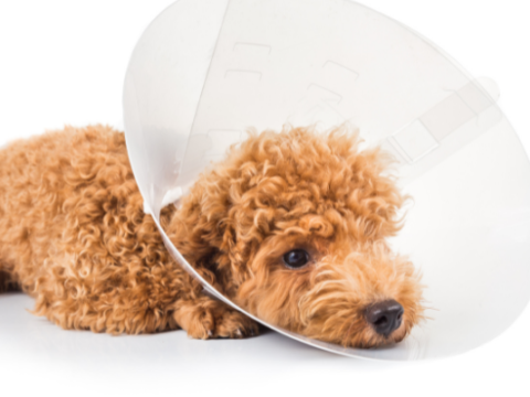 Signs Your Dog Needs to be Neutered