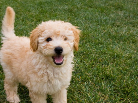 Do Goldendoodles Shed? All you need to know
