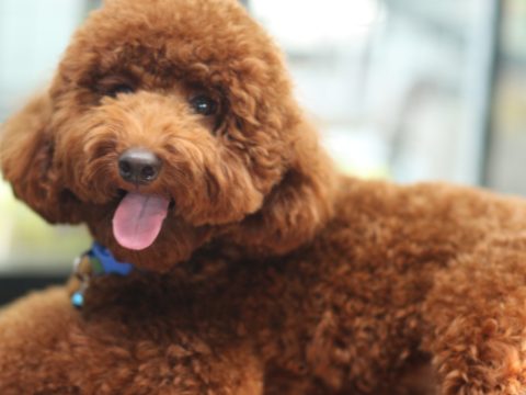 Poodle Separation Anxiety: How to help your pooch