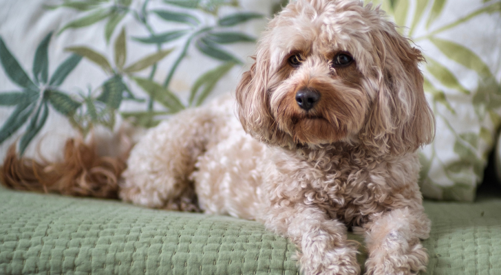male or female cavapoo