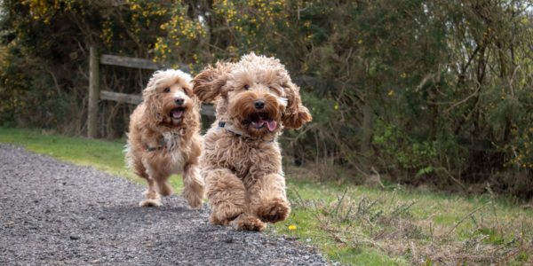 Difference Between Cavapoo and Cockapoo: A Quick Comparison Guide ...