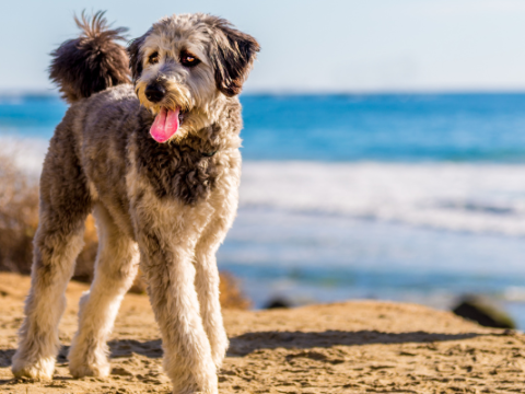 Do Aussiedoodles Bark a Lot?