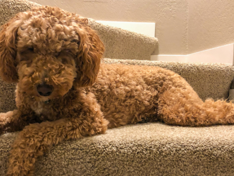What is an Australian Doodle?