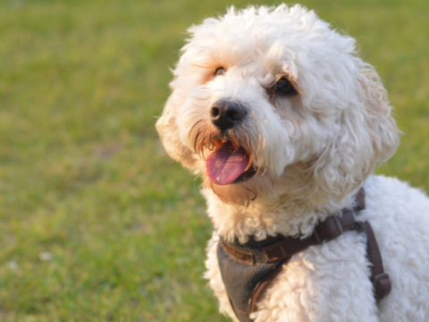 Cavapoochon vs Cavachon