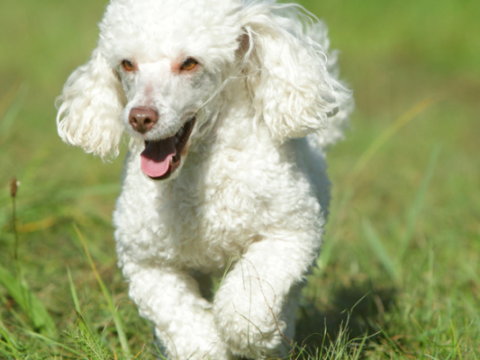 Prey Drive in Dogs: Understanding Your Canine’s Hunting Instincts